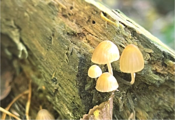 Acoustic Oddities OneShot kit - Playing Pad